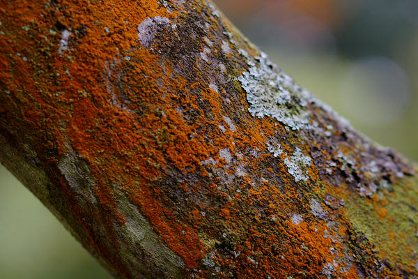 85mm 1/100sec f2.8 -1/3 stop (ISO 200)