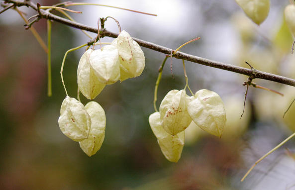 85mm 1/1250sec f1.8 -1/3 stop (ISO 200)