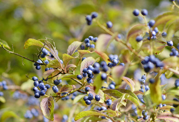 85mm 1/400sec f3.5  (ISO 200)