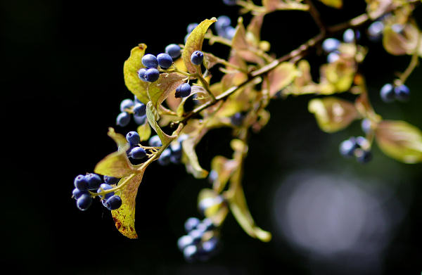 85mm 1/800sec f2  (ISO 200)