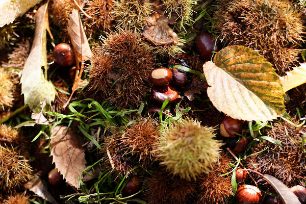 85mm 1/1600sec f2  (ISO 200)