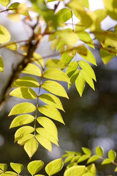 85mm 1/2000sec f2 +2/3 stop (ISO 100)