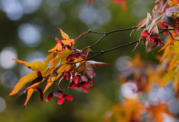 85mm 1/250sec f2.8  (ISO 100)