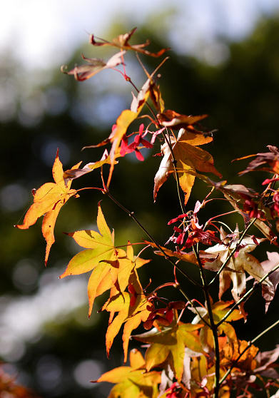 85mm 1/800sec f2.8  (ISO 100)