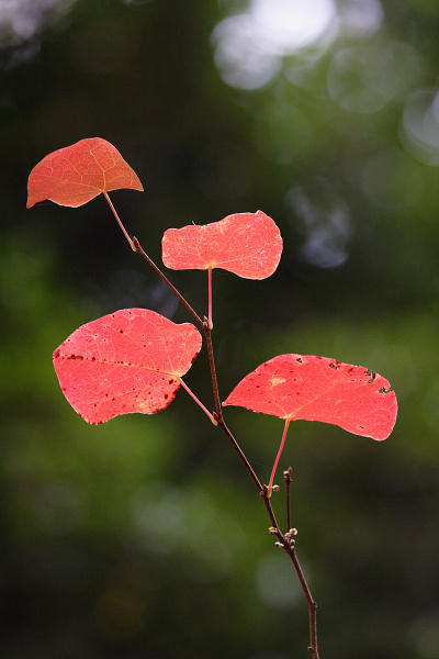 200mm 1/400sec f2.8  (ISO 800)