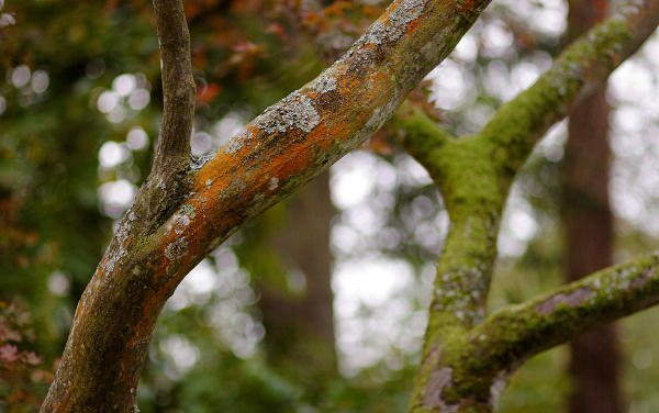 85mm 1/400sec f1.8 -1/3 stop (ISO 200)