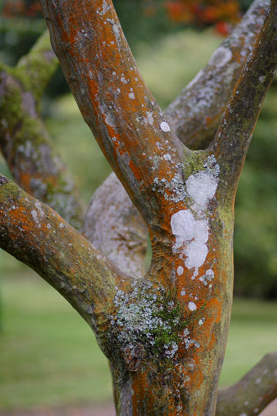 85mm 1/400sec f1.8 -1/3 stop (ISO 200)