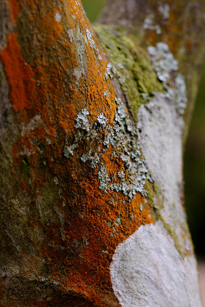 85mm 1/80sec f3.5 -1/3 stop (ISO 200)