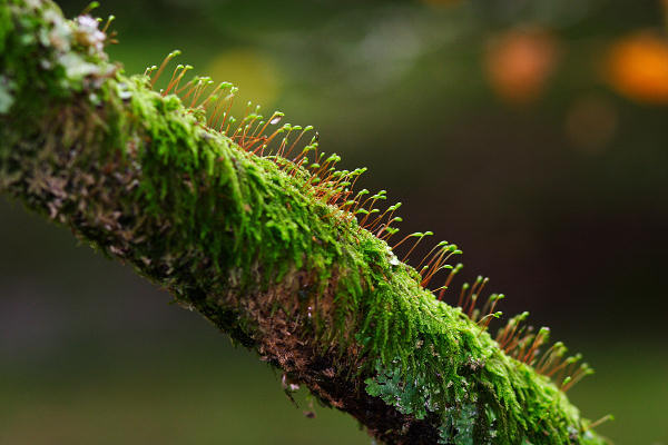 85mm 1/80sec f3.2 +1/3 stop flash on (ISO 400)