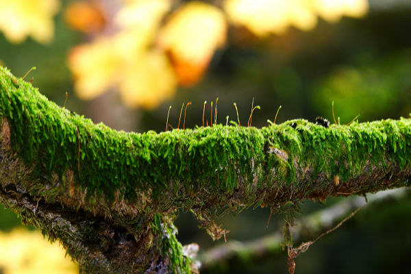 85mm 1/40sec f6.3  flash on (ISO 400)