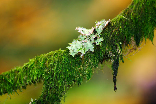 85mm 1/250sec f1.8 +1/3 stop flash on (ISO 400)