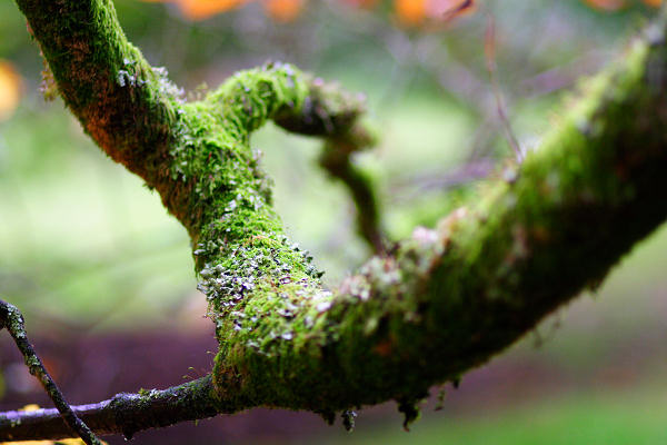 85mm 1/250sec f1.8 +1/3 stop (ISO 400)