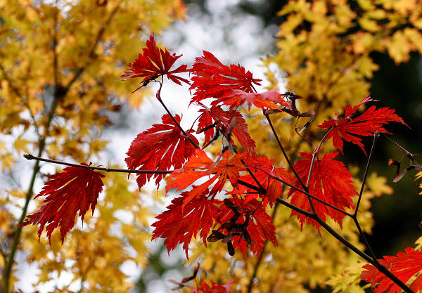 85mm 1/1600sec f3.5 -1/3 stop (ISO 800)