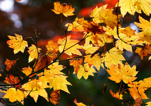 85mm 1/250sec f3.5 +1/3 stop (ISO 400)