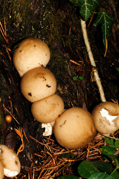 85mm 1/80sec f16  flash on (ISO 800)