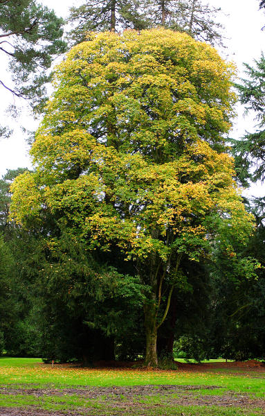 36mm 1/80sec f4  (ISO 400)