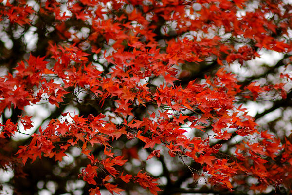 85mm 1/1000sec f2 -2/3 stop (ISO 200)