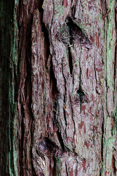 85mm 1/200sec f2.8 -1/3 stop (ISO 800)