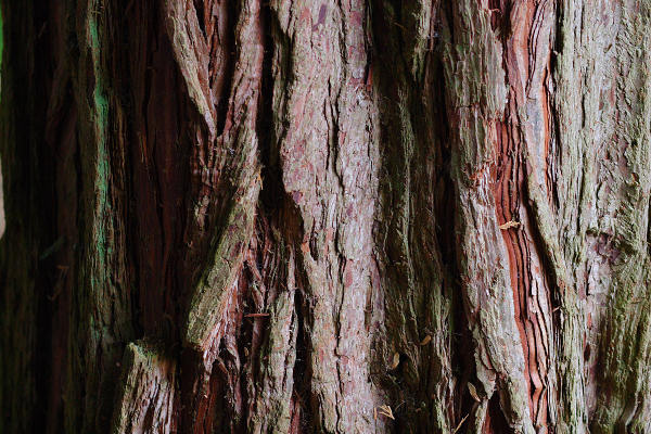 85mm 1/125sec f2.8 -1/3 stop (ISO 800)