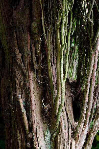 85mm 1/125sec f2.5 -1/3 stop (ISO 800)