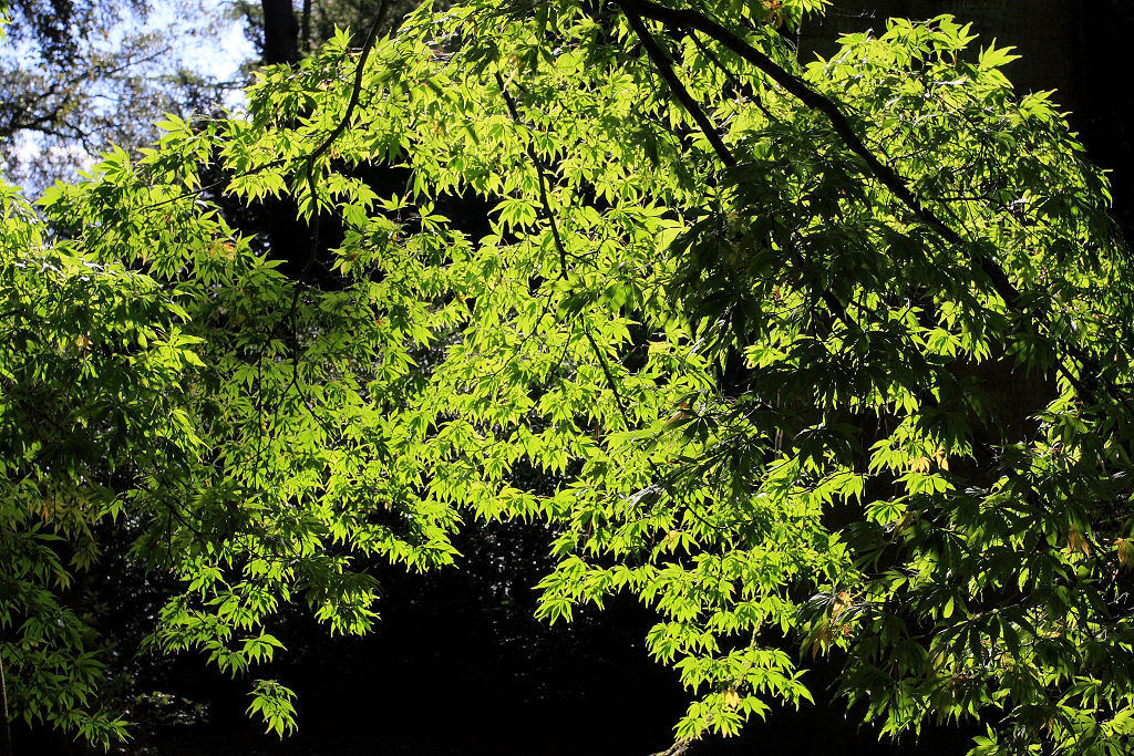 40mm 1/200sec f9 -1/3 stop (ISO 200)