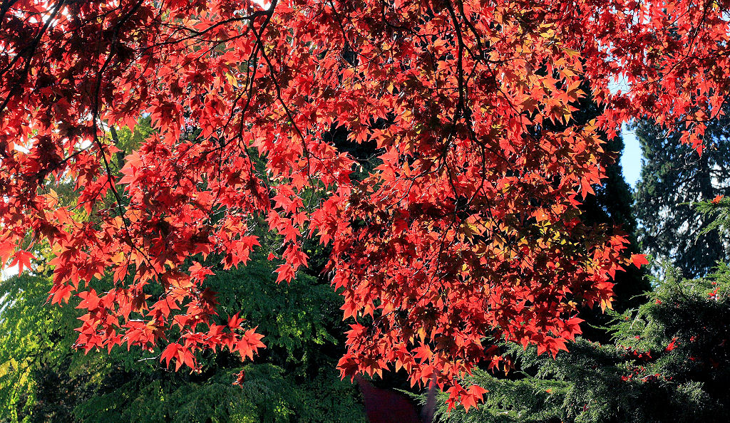 39mm 1/250sec f10 -1 stop (ISO 200)