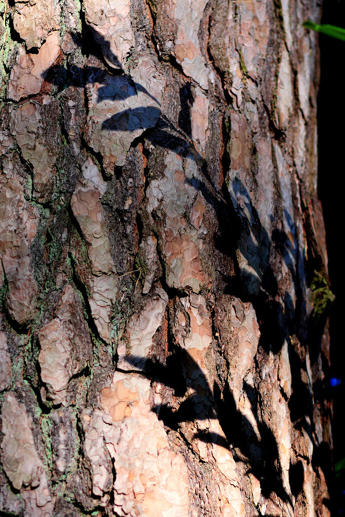 85mm 1/800sec f2.2 -1 stop (ISO 200)